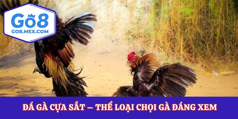 Đá Gà Cựa Sắt – Thể Loại Chọi Gà Đáng Xem Bậc Nhất