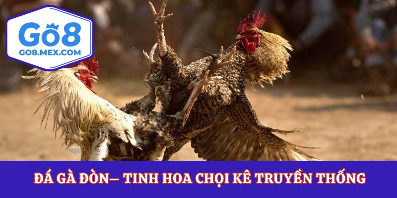 Đá Gà Đòn– Tinh Hoa Chọi Kê Truyền Thống Đầy Kịch Tính