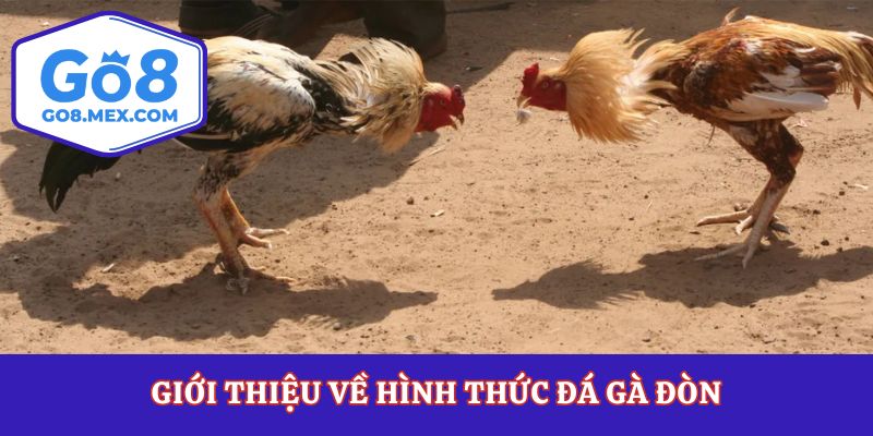 Đá Gà Đòn– Tinh Hoa Chọi Kê Truyền Thống Đầy Kịch Tính
