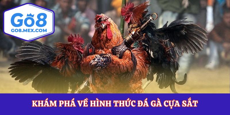 Đá Gà Cựa Sắt – Thể Loại Chọi Gà Đáng Xem Bậc Nhất