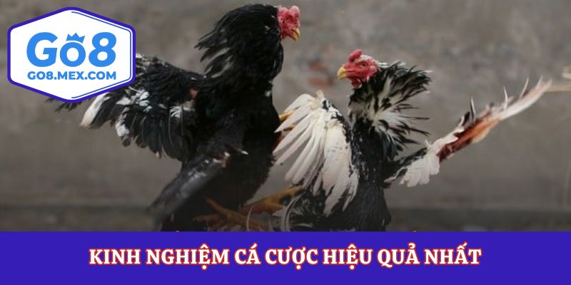 Đá Gà Đòn– Tinh Hoa Chọi Kê Truyền Thống Đầy Kịch Tính