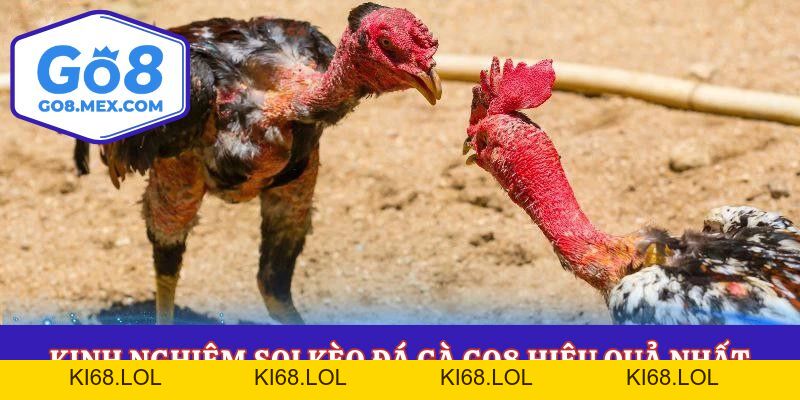Đá Gà Go8 – Sảnh Cược Siêu Phẩm Cho Hội Viên Đam Mê Gà Chiến