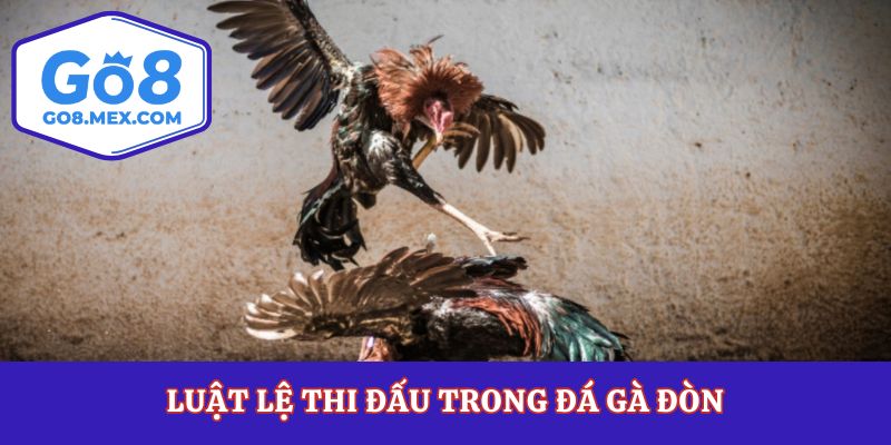 Đá Gà Đòn– Tinh Hoa Chọi Kê Truyền Thống Đầy Kịch Tính