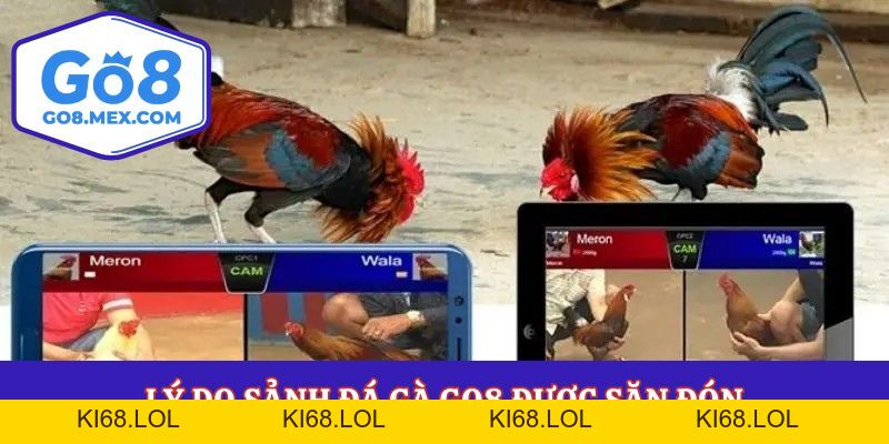 Đá Gà Go8 – Sảnh Cược Siêu Phẩm Cho Hội Viên Đam Mê Gà Chiến