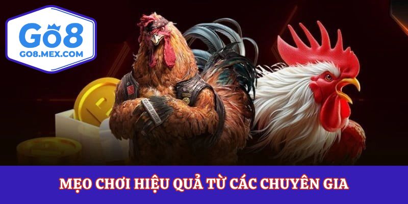 Đá Gà Cựa Sắt – Thể Loại Chọi Gà Đáng Xem Bậc Nhất